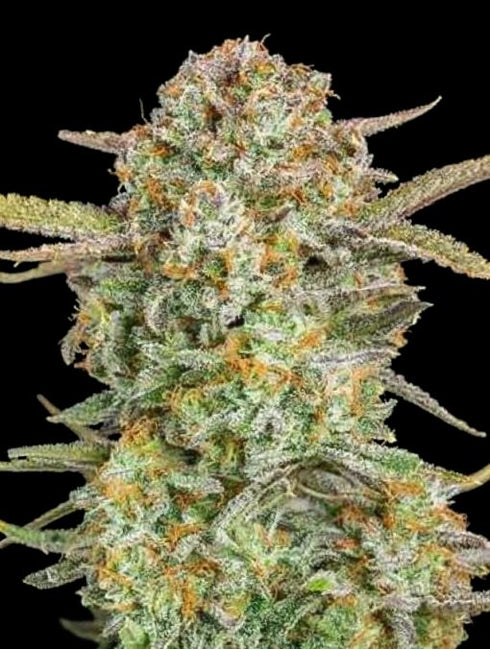 Advanced Seeds - Auto Bruce Banner XXL